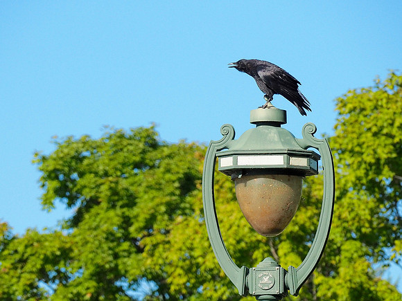 American Crow; Lake Park, Milwaukee, WI; September
