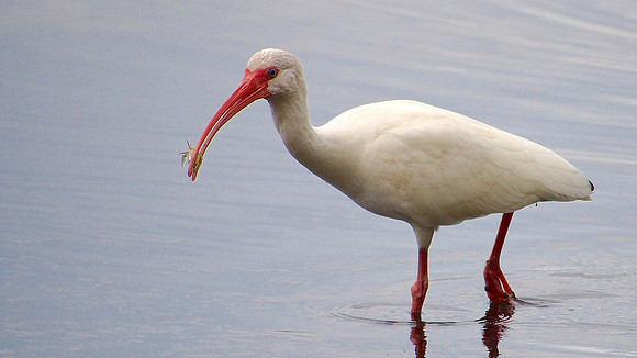 White Ibis, Sarasota, FL; January