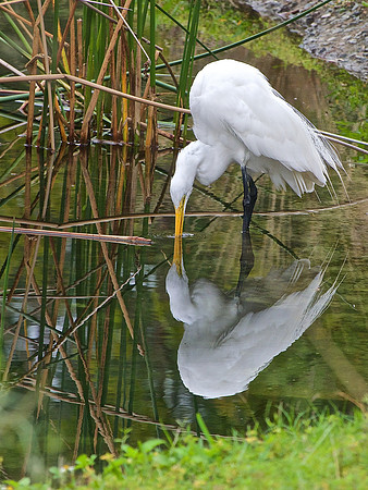 Great Egret; Sarasota, FL; January