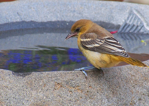 Baltimore Oriole juvenile; Whitefish Bay, WI; July