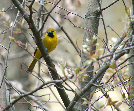 Orchard Oriole, first summer male; Whitefish Bay, WI; May