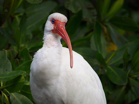 White Ibis; Ding Darling kayak trip: January