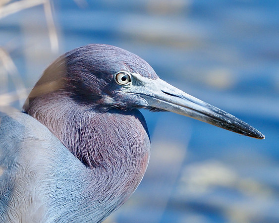 Little Blue Heron.