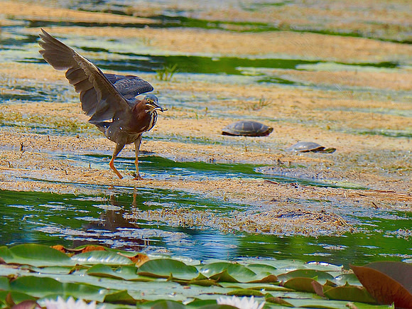 Green Heron; Lynden Sculpture Garden, Milwaukee, WI; July