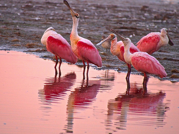 Roseate Spoonbills, Ding Darling NWR, Sanibel Is., FL; January