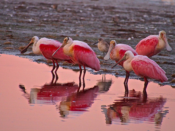 Roseate Spoonbills; Ding Darling at dawn; January