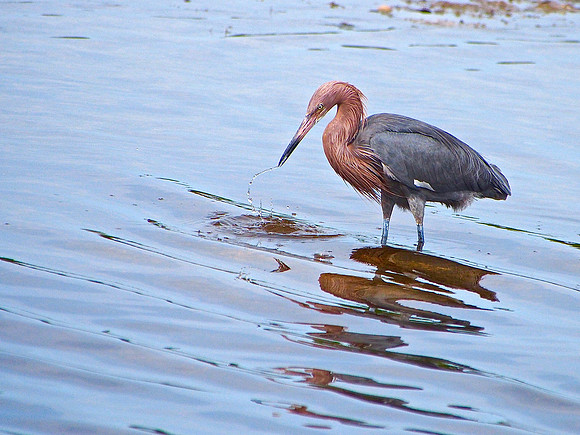 Reddish Egret; Ding Darling NWR, Sanibel Is., FL; January