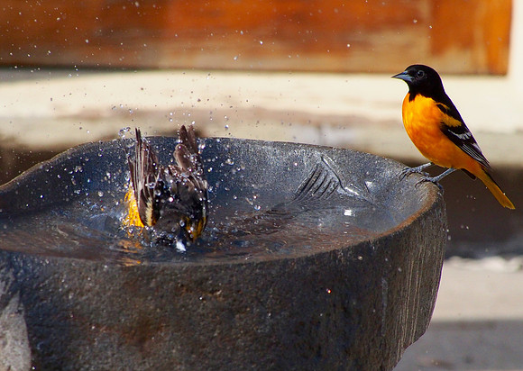 Summer bathing