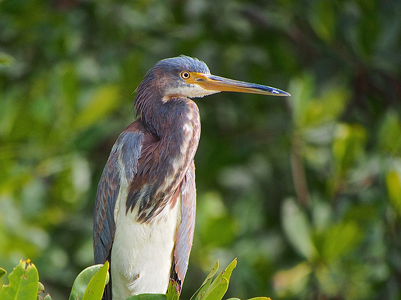 Tri-colored Heron; Ding Darling NWR, Sanibel, FL; January