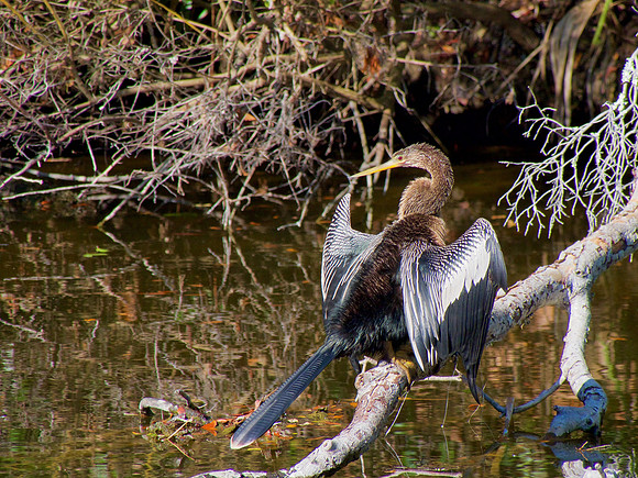 Anhinga; Kiawah Is. SC; December