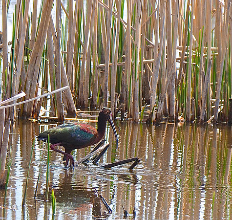 White-faced Ibis; Horicon NWR, WI; May