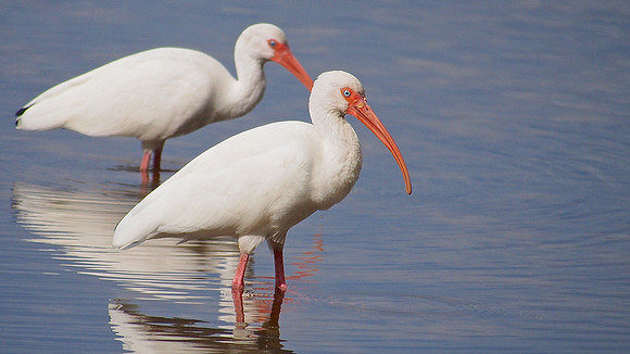 White Ibis; Sarasota, FL; January