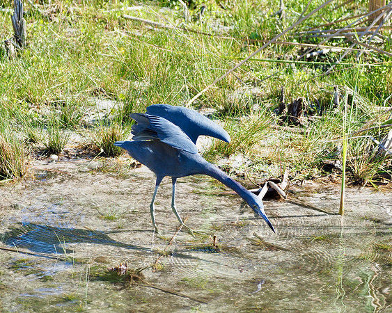 Little Blue Heron, stalking his prey.