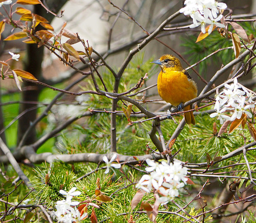 Baltimore Oriole; Whitefish Bay, WI; May