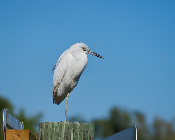 Little Blue Heron, juvenile.