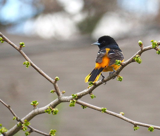 Baltimore Oriole; Whitefish Bay, WI; May