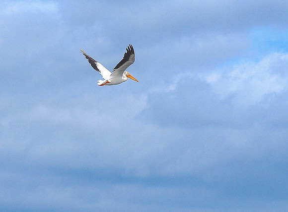 American White Pelican; Horicon NWR; August