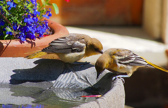 Baltimore Oriole juveniles figuring out the bath.