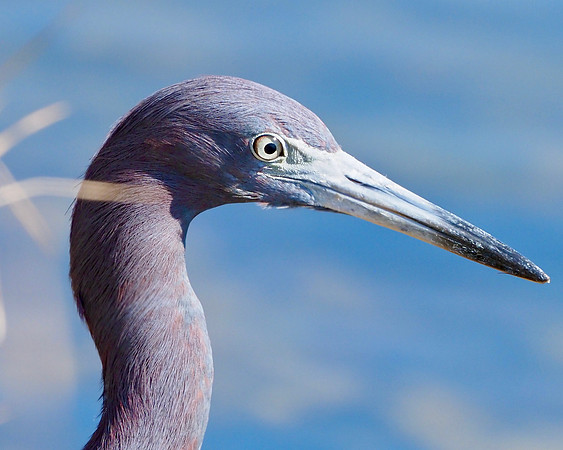 Little Blue Heron.