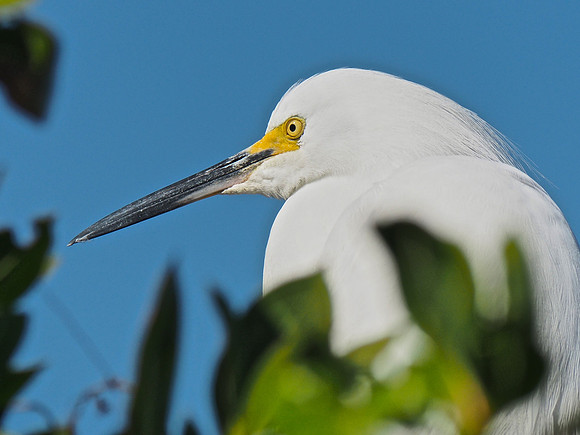 Snowy Egret; Venice, FL; February