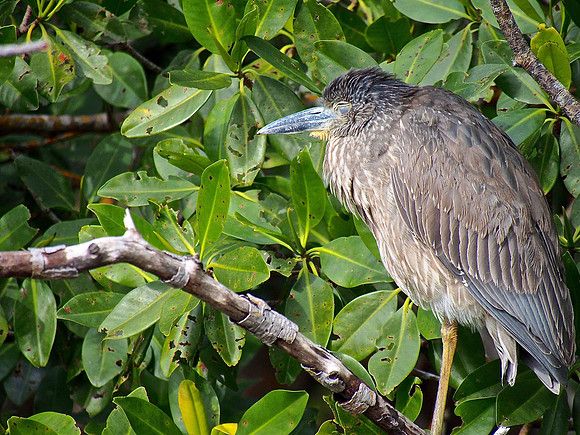 Yellow-crowned Night-heron; Ding Darling NWR, Sanibel Is., FL; January