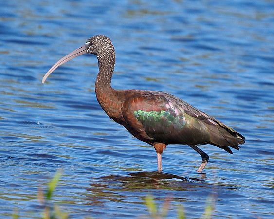Glossy Ibis, Myakka River State Park, FL.