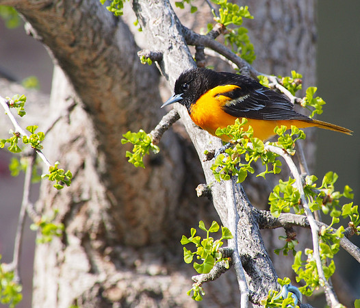 Baltimore Oriole; Whitefish Bay, WI; May