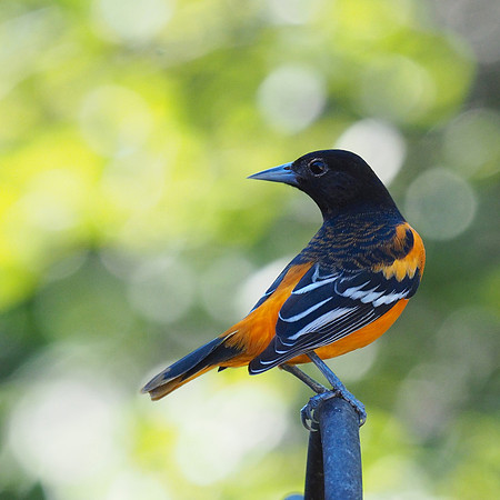 Baltimore Oriole; Whitefish Bay, WI; August