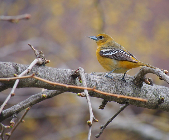 Baltimore Oriole; Whitefish Bay, WI; May