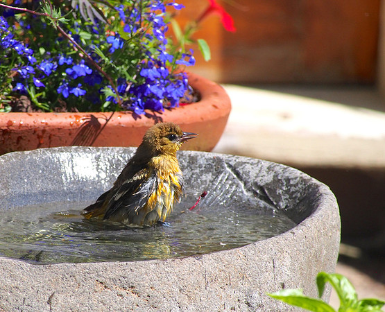 Baltimore Oriole juvenile; Whitefish Bay, WI; July